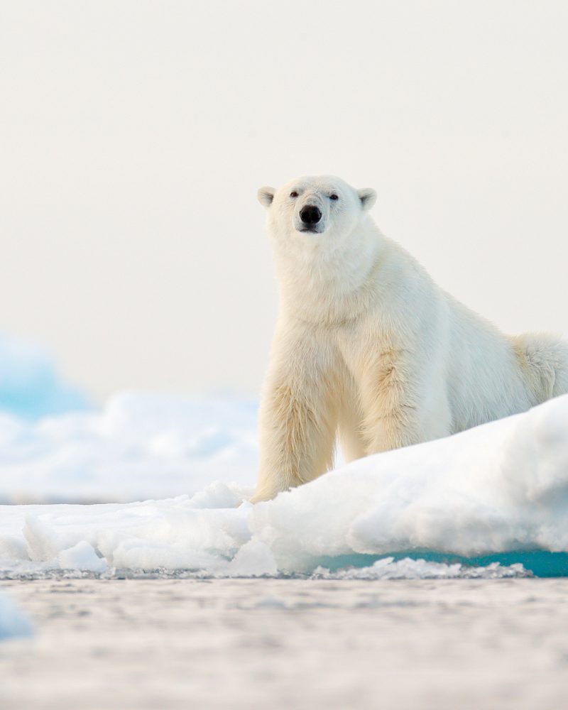 Polar bear on drift ice edge with snow and water in Norway sea. White animal in the nature habitat, Svalbard, Europe. Wildlife scene from nature.