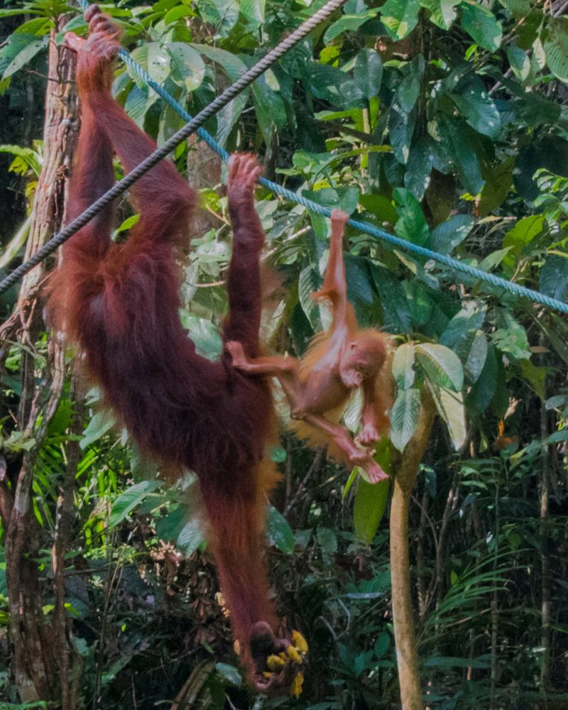 borneo-orangutany-002